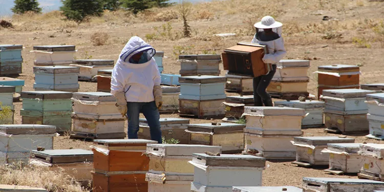 Erzincanlı arıcıların “tatlı” hasat telaşı başladı