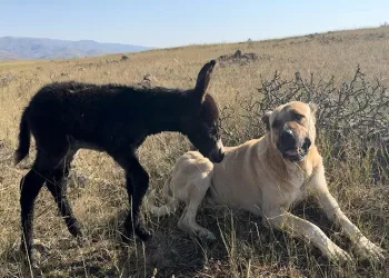 ‘Kral’ bu kez sürünün eşeğine sahip çıktı