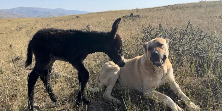 ‘Kral’ bu kez sürünün eşeğine sahip çıktı