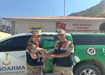 Yavru dağ keçisi jandarma ekipleri tarafından kurtarıldı