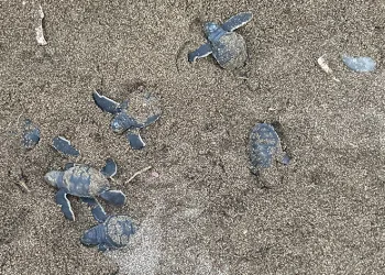200 binden fazla deniz kaplumbağası Akdeniz’le buluşuyor: İlk yavrular çıktı