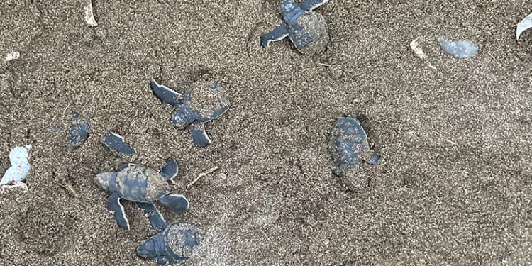 200 binden fazla deniz kaplumbağası Akdeniz’le buluşuyor: İlk yavrular çıktı