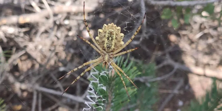 Zehirli örümcekler arasında, Tokat’ta görüntülendi