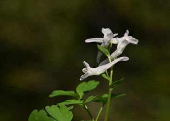 Beşparmak Dağı’nda keşfedilen bitki literatüre kazandırıldı
