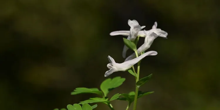 Beşparmak Dağı’nda keşfedilen bitki literatüre kazandırıldı