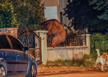 Aç kalan ayı başkentte şehre indi