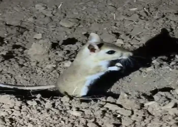 Malatya’da, nesli tükenme tehlikesi bulunan “Arap tavşanı” görüldü