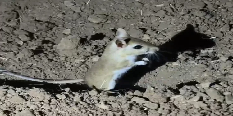 Malatya’da, nesli tükenme tehlikesi bulunan “Arap tavşanı” görüldü