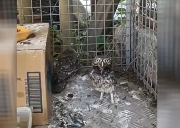 Yavru Kukumav, Üveyik ve Tepeli Guguk kuşları tedavi edildi