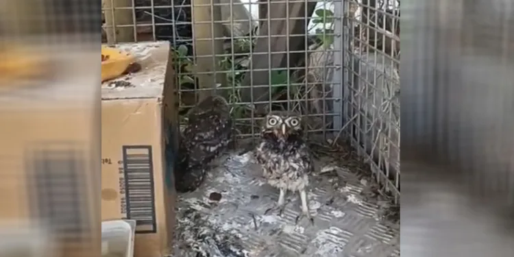 Yavru Kukumav, Üveyik ve Tepeli Guguk kuşları tedavi edildi