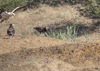 Bingöl’de küçük akbaba görüldü
