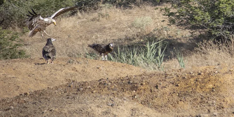 Bingöl’de küçük akbaba görüldü