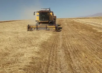 TMO hububat alımına 8 Ağustos’ta başlayacak