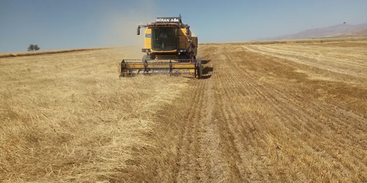 TMO hububat alımına 8 Ağustos’ta başlayacak