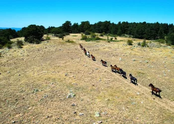 Yılkı atlarının görsel şöleni