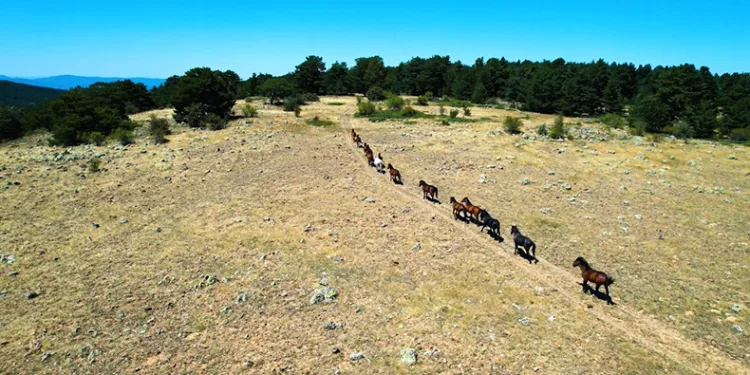 Yılkı atlarının görsel şöleni