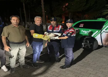 Orman yangınında yaralanan leylek emin ellerde