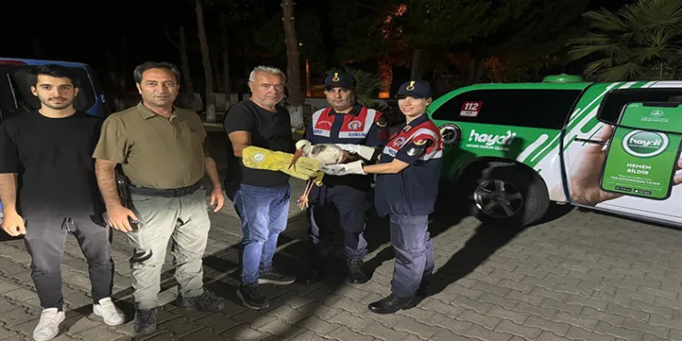 Orman yangınında yaralanan leylek emin ellerde