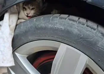 Aracın altına sıkışan kedi sanayide çıkarıldı