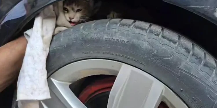 Aracın altına sıkışan kedi sanayide çıkarıldı