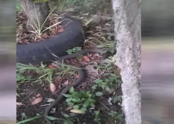 Oflu’nun yılanla imtihanı