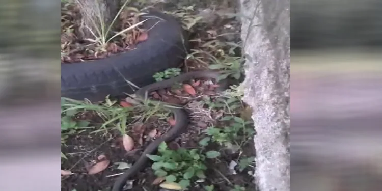 Oflu’nun yılanla imtihanı