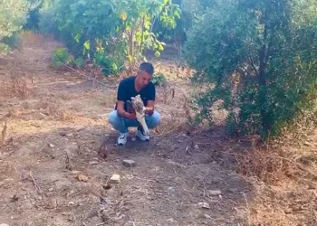 Bahçesine düşen yaralı kartalı telef olmaktan kurtardı