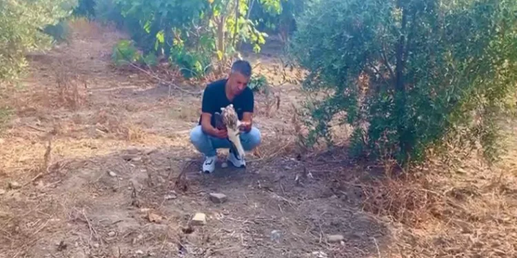 Bahçesine düşen yaralı kartalı telef olmaktan kurtardı