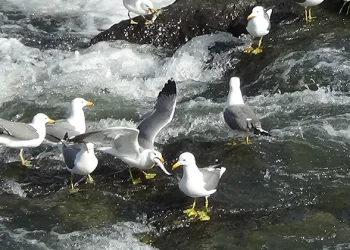 Van’da inci kefalinin göçü uzayınca martı ölümleri yaşanmadı