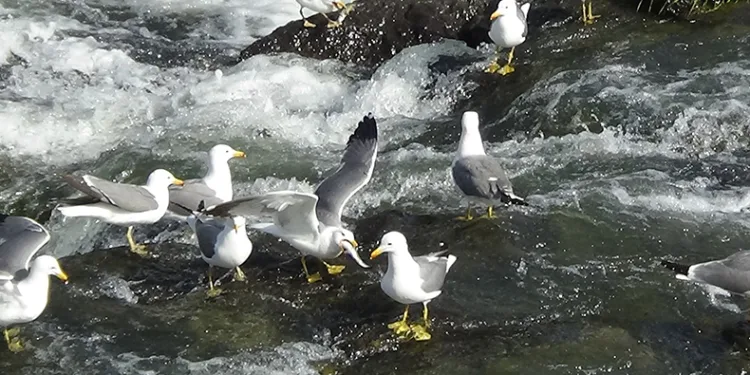Van’da inci kefalinin göçü uzayınca martı ölümleri yaşanmadı