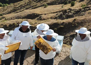 Coğrafi işaretli Geven balı hasadı başladı