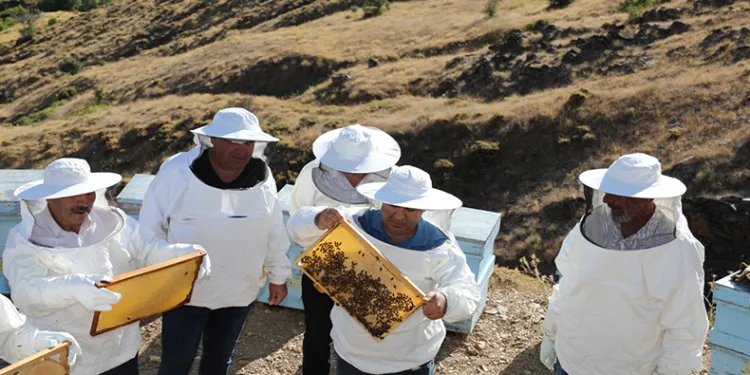 Coğrafi işaretli Geven balı hasadı başladı