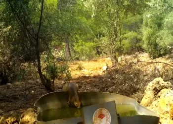 Sıcak havandan etkilenen yaban hayvanlarına can suyu