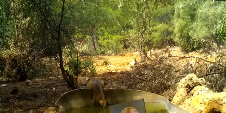 Sıcak havandan etkilenen yaban hayvanlarına can suyu