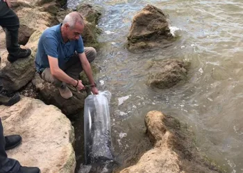 Bilecik’te 14 farklı göle sazan balığı yavrusu bırakıldı