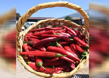 Maraş biberinde hasat dönemi başladı