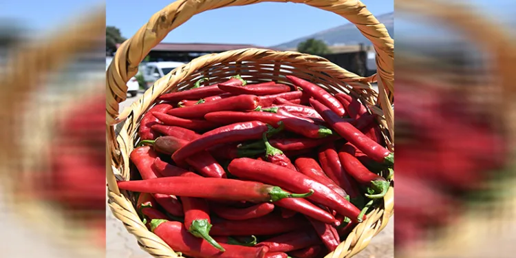 Maraş biberinde hasat dönemi başladı