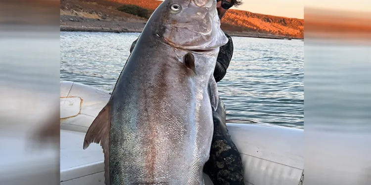 Rekortmen dalgıç, 64 kiloluk akya avladı