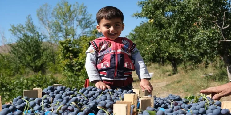 Erzincan Cimin üzümünde hasat başladı
