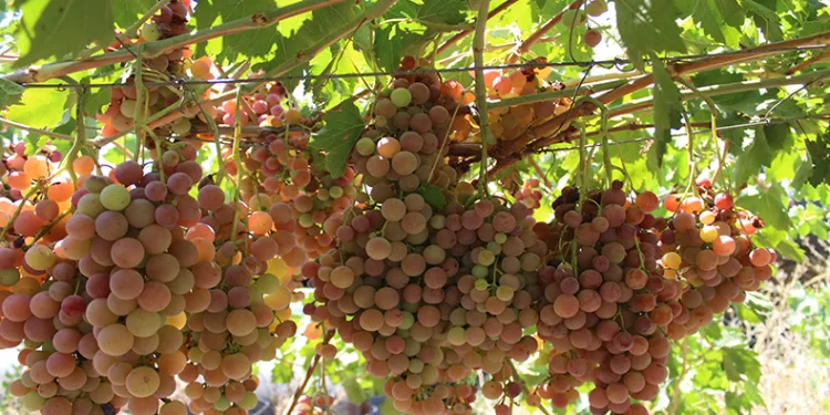 Siirt’te üzüm hasadı başladı