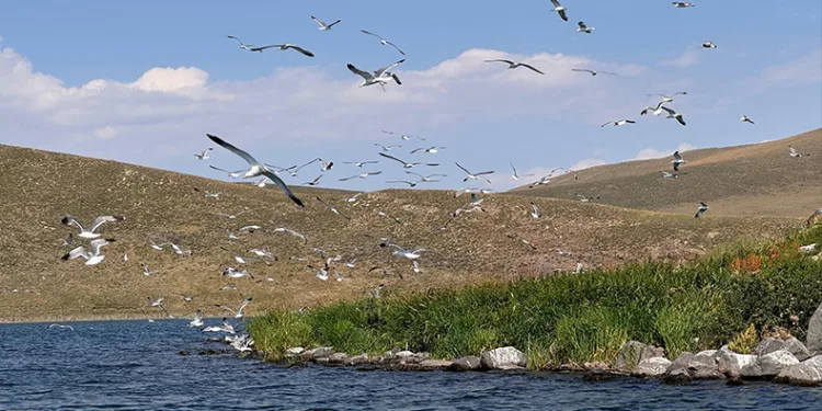Taşlıçay Balık Gölü adasında kuşlar için temizlik seferberliği