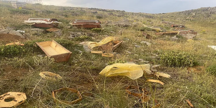 Konya’da 2 bin 500 rakımda ayılar 6 kovanı parçaladı