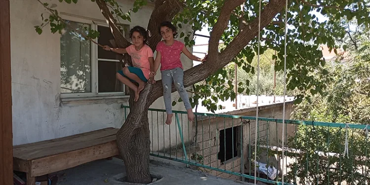 45 yıllık dut ağacını kesmedi, evinin balkonundan geçirdi
