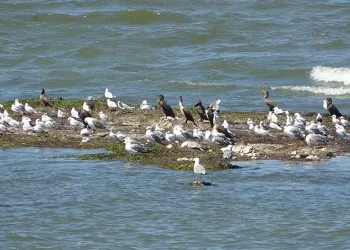 Eğirdir Gölü su kirliliği martı popülasyonunu azaltıyor