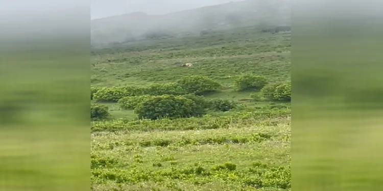 Beyaz Boz ayı görüntülendi