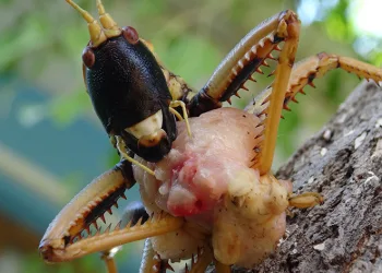 Gercüş’te etçil dev çekirge görenleri şaşırttı