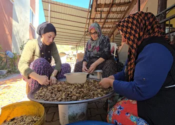 Kadınlar ceviz kırarak ev ekonomilerine katkı sağlıyor