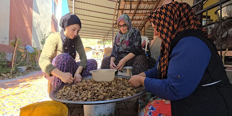 Kadınlar ceviz kırarak ev ekonomilerine katkı sağlıyor