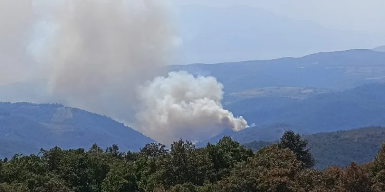 İznik’te korkutan orman yangını