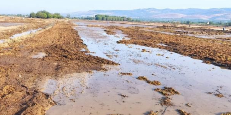 Yağış kuru üzüm sergilerine zarar verdi